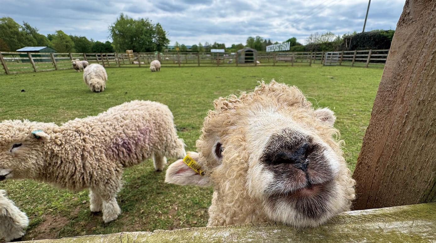 White Post Farmのヒツジ