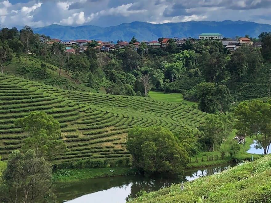 写真1. タイ・チェンライ県プラヤプラー村の茶畑風景。