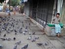 ヤンゴンでは通りの角ごとに鳥の餌を売る人がいました。鳥に豆をあげて功徳をつみます