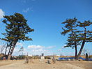 八重垣神社。震災前は木と木の間はばいっぱいに立派な社があった