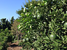 柑橘類の栽培がさかんな済州島では、島のあちこちにみかんの木が見られました