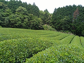 広大な茶畑