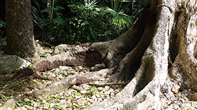 南根腐病に侵されたクワノハエノキ、根部が褐色化している。宮鳥御嶽