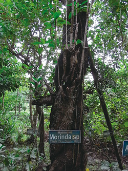 モリンダの木